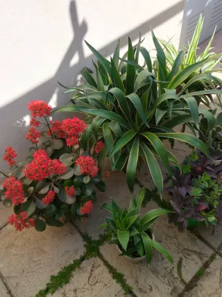 Oferta Hoy Lote Plantas Naturales Interior/Ext