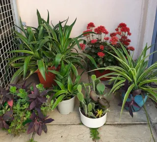 Oferta Hoy Lote Plantas Naturales Interior/Ext
