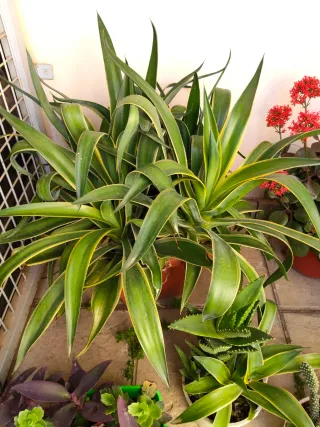 Oferta Hoy Lote Plantas Naturales Interior/Ext