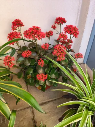 Oferta Hoy Lote Plantas Naturales Interior/Ext