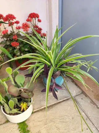 Oferta Hoy Lote Plantas Naturales Interior/Ext