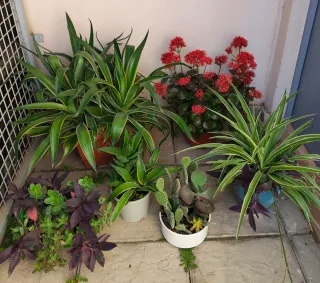 Oferta Hoy Lote Plantas Naturales Interior/Ext