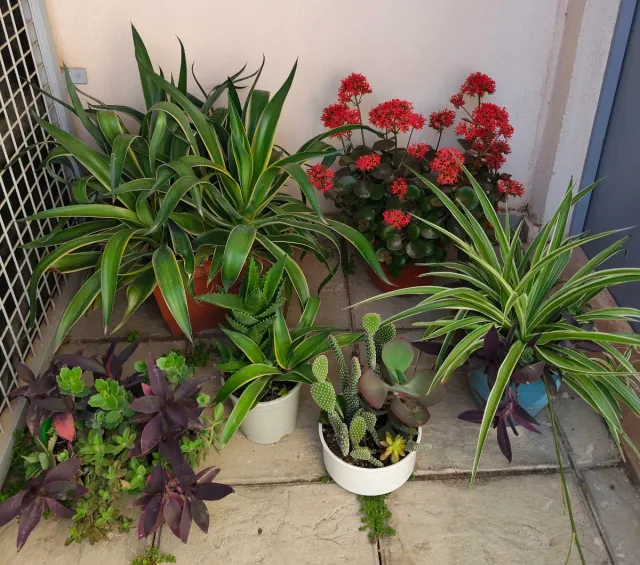 Oferta Hoy Lote Plantas Naturales Interior/Ext