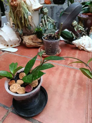 Planta Hoya pequeña