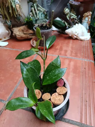 Planta Hoya pequeña