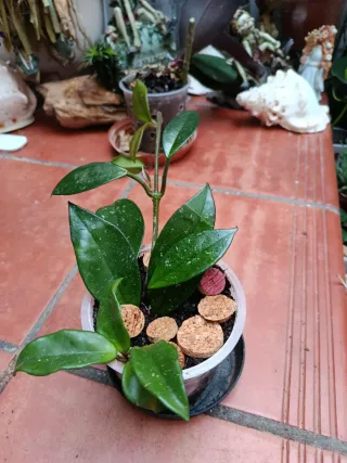Planta Hoya pequeña