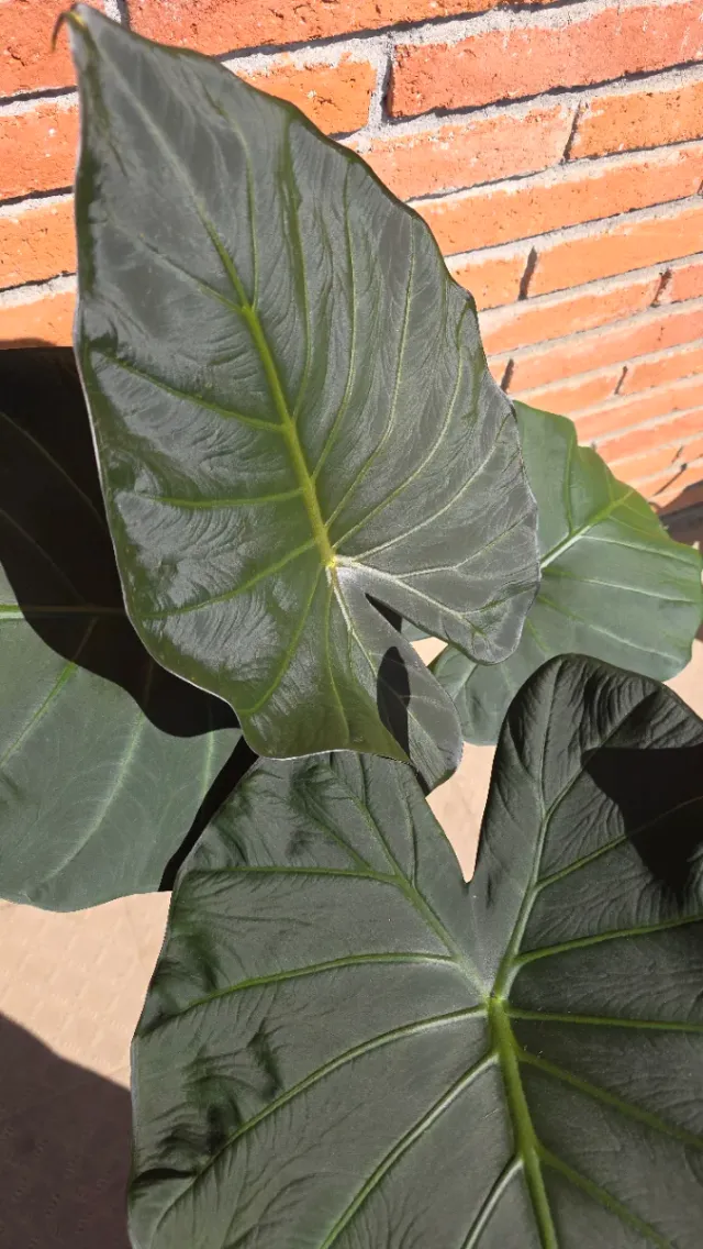 Alocasia Regal Shield