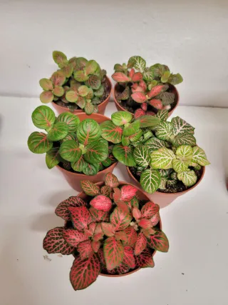 Pack María 7 plantas