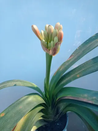 Planta Clivia