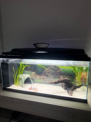 Tronco decorativo acuario/terrario