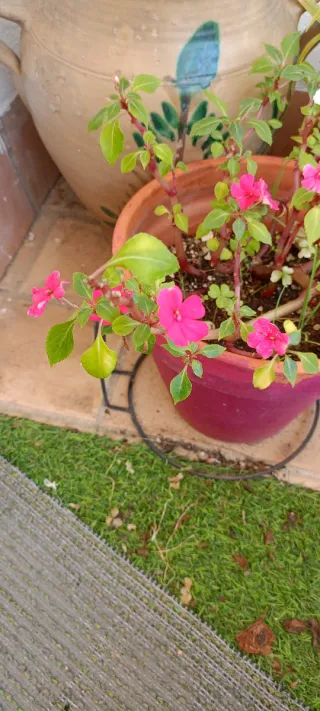 Planta alegría de la casa