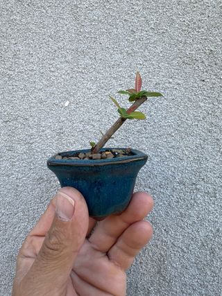 Mini Membrillero Japonés Bonsái( chaenomeles)