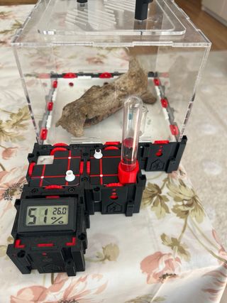 Maculatus - Terrario para insectos