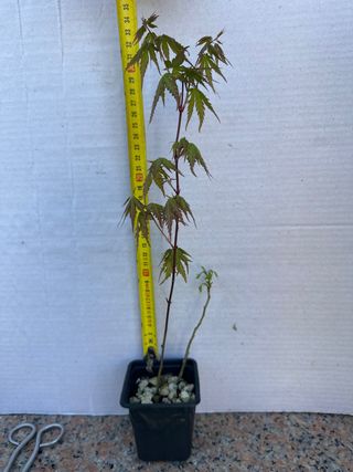 Planta de arce de semilla