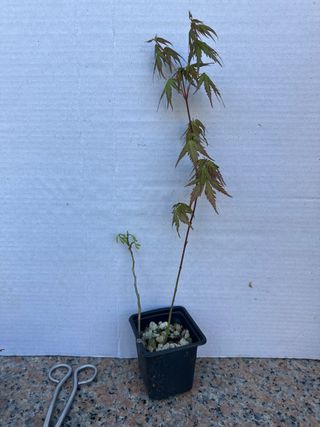 Planta de arce de semilla