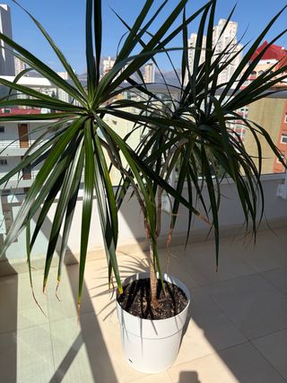 Drácena Marginata en maceta blanca