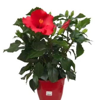 2 Rosales y 1 Hibisco