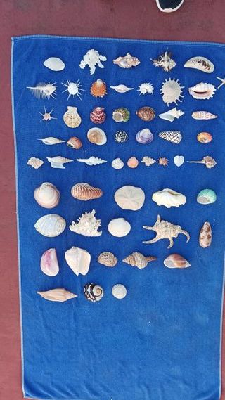 53 Conchiglie Marine da Collezione/Decorazione