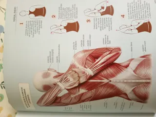 Estiramientos y flexiones