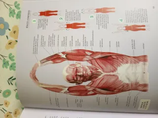 Estiramientos y flexiones