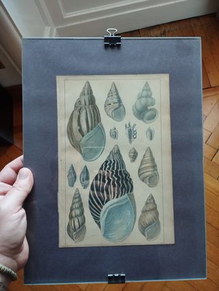 Stampe antiche conchiglie marine (3 pezzi)