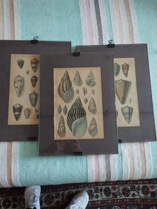 Stampe antiche conchiglie marine (3 pezzi)