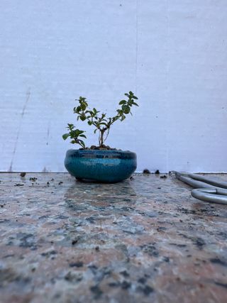 Mini Serissa Japonica Variegata