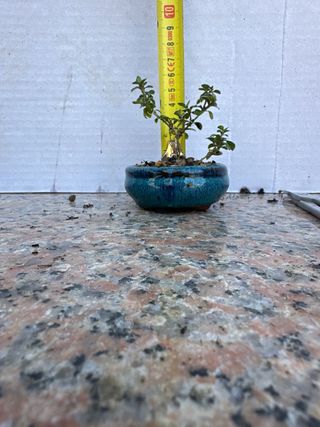 Mini Serissa Japonica Variegata