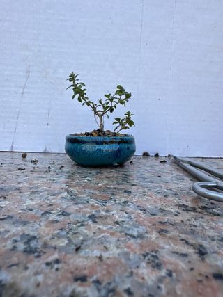 Mini Serissa Japonica Variegata