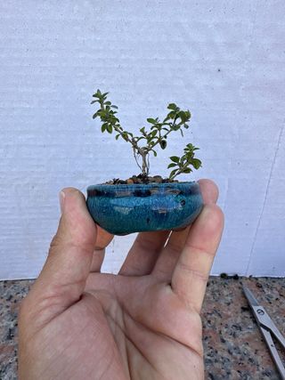 Mini Serissa Japonica Variegata