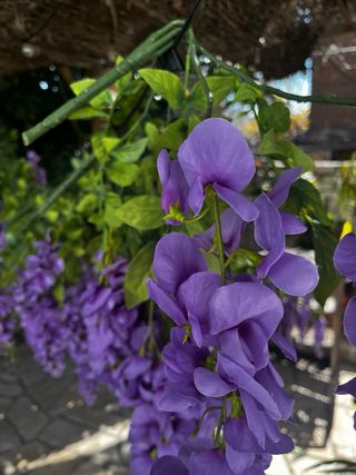 10 Plantas Artificiales Glicina Azul