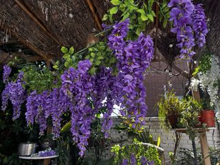 10 Plantas Artificiales Glicina Azul