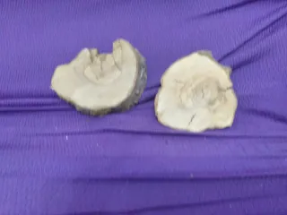 2 trozos de madera de olivo seco