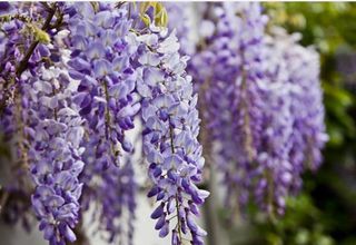 72 sobres Semillas Ecológicas de Glicinia morada.