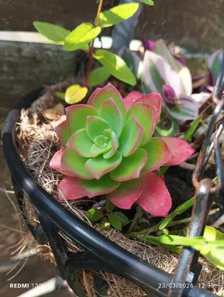 Planta suculenta Echeveria