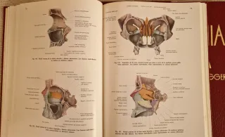 Atlas Anatomía Humana