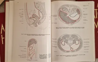 Atlas Anatomía Humana