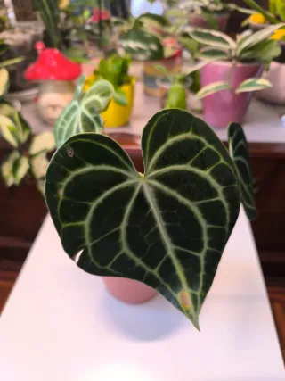 Anthurium Clarinervium