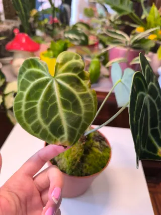 Anthurium Clarinervium