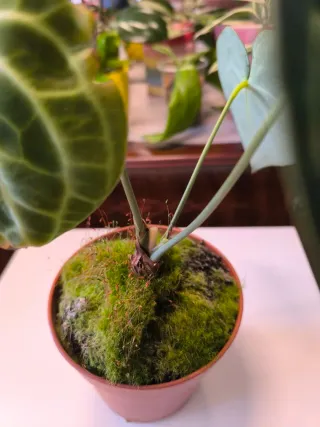 Anthurium Clarinervium