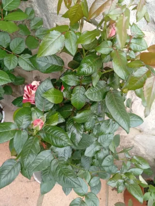 Lote 2 Rosales con Flores grandes