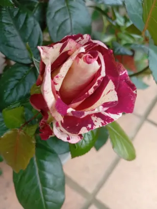 Lote 2 Rosales con Flores grandes