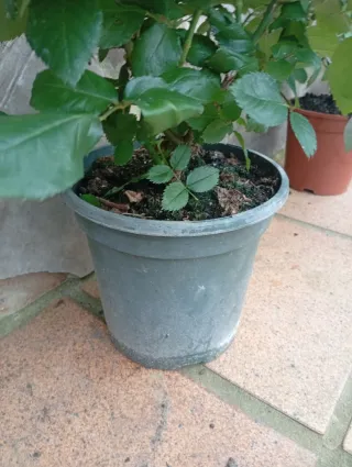 Lote 2 Rosales con Flores grandes