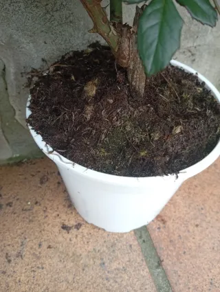 Lote 2 Rosales con Flores grandes