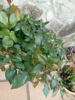 Lote 2 Rosales con Flores grandes