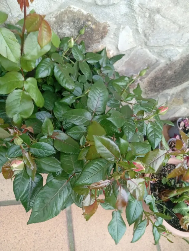 Lote 2 Rosales con Flores grandes