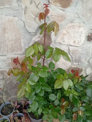 Lote 2 Rosales con Flores grandes