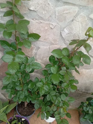 Lote 2 Rosales con Flores grandes