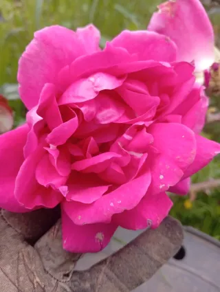 Esquejes Rosales Trepadoras