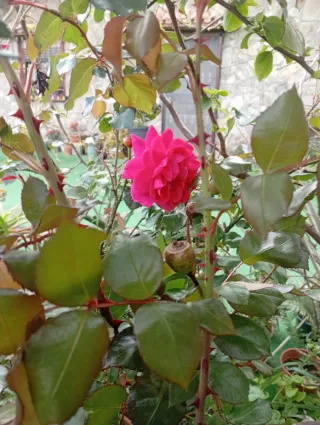 Esquejes Rosales Trepadoras